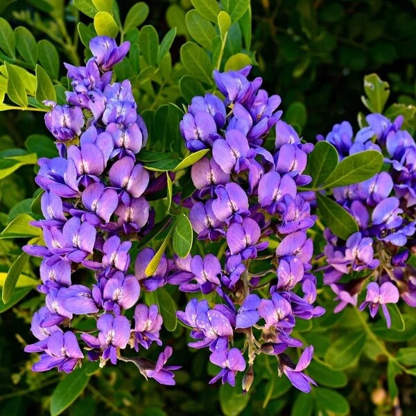 Texas Laurel Seeds