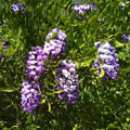 Texas Laurel Seeds