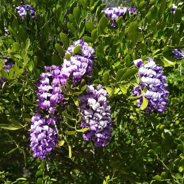 Texas Laurel Seeds