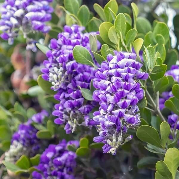 Texas Laurel Seeds