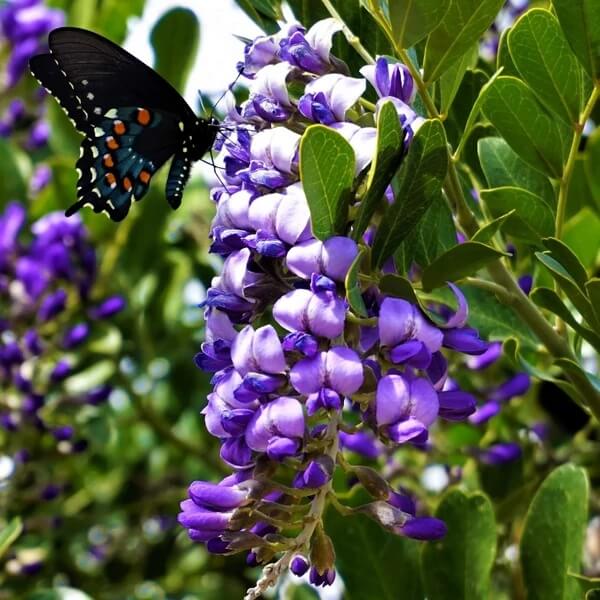 Texas Laurel Seeds