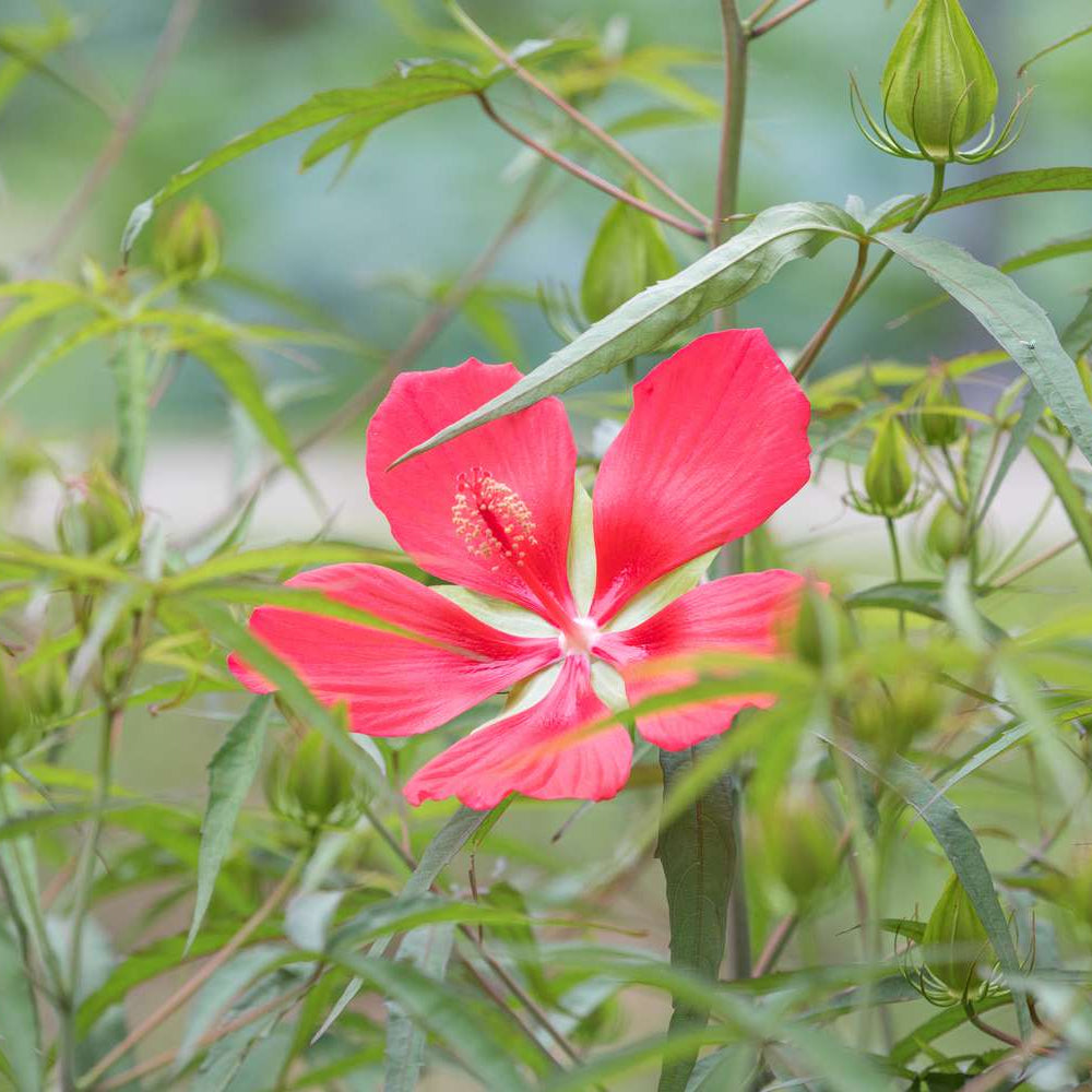 Texas Star Red Hibiscus Seeds - Heirloom Flower Garden Seeds for Growing