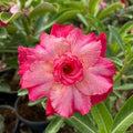 Thick Pink Adenium obesum Seeds - Heirloom Flower Garden Seeds for Growing