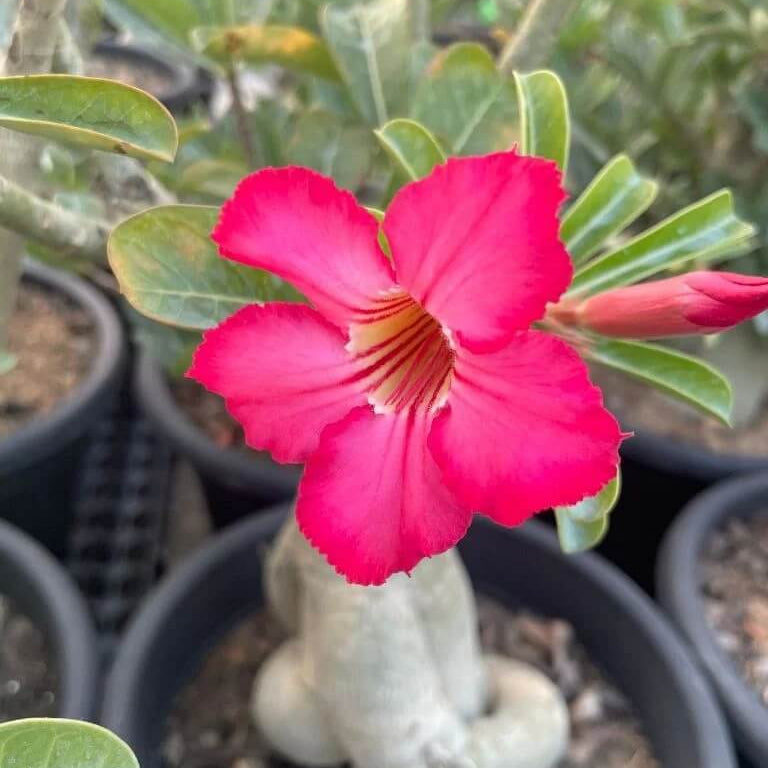 Thick Pink Adenium obesum Seeds - Heirloom Flower Garden Seeds for Growing