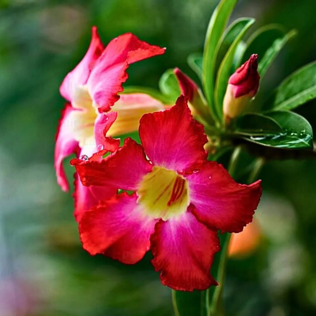 Thick Pink Adenium obesum Seeds - Heirloom Flower Garden Seeds for Growing