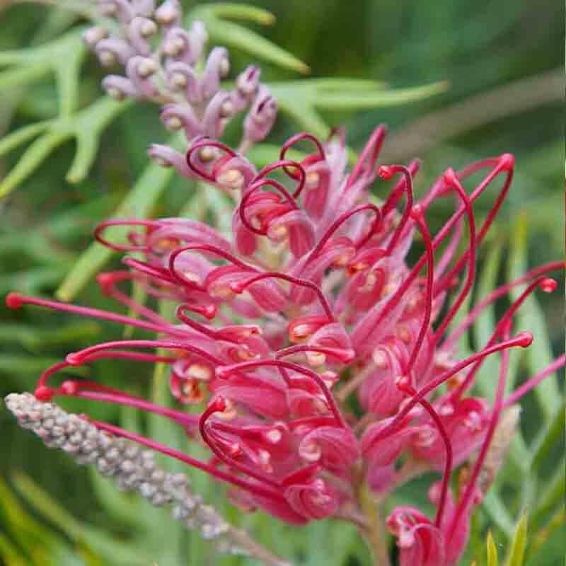 Thick Pink Grevillea Seeds - Heirloom Flower Garden Seeds for Growing