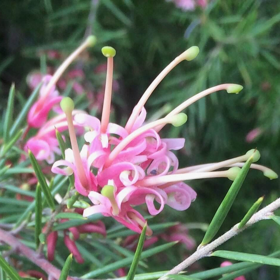 Thick Pink Grevillea Seeds - Heirloom Flower Garden Seeds for Growing