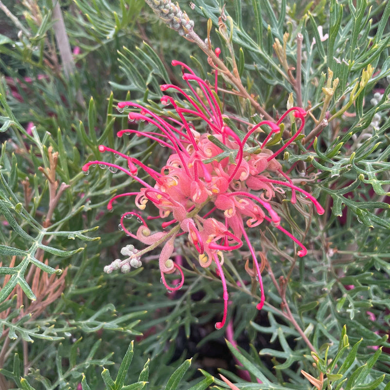 Thick Pink Grevillea Seeds - Heirloom Flower Garden Seeds for Growing