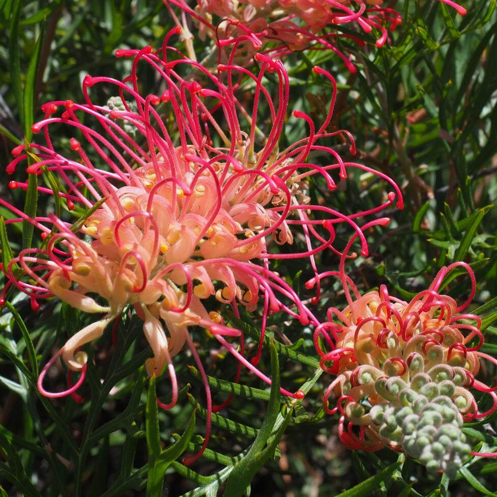 Thick Pink Grevillea Seeds - Heirloom Flower Garden Seeds for Growing