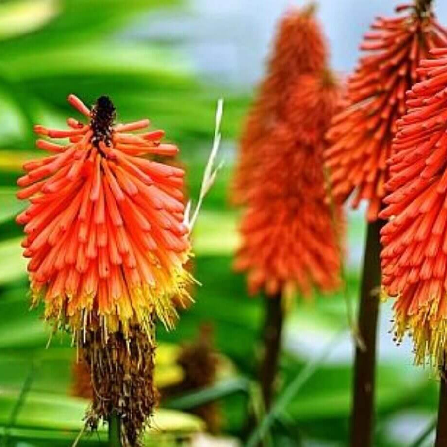 Torch Lily Red Hot Poker Seeds - Heirloom Flower Garden Seeds for Growing