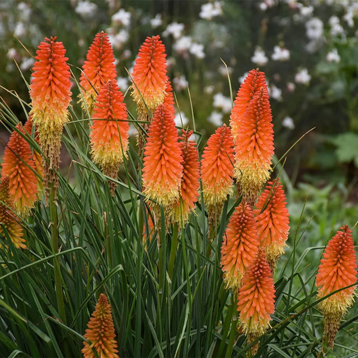 Torch Lily Red Hot Poker Seeds - Heirloom Flower Garden Seeds for Growing