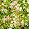 Trailing Daisy Seeds 