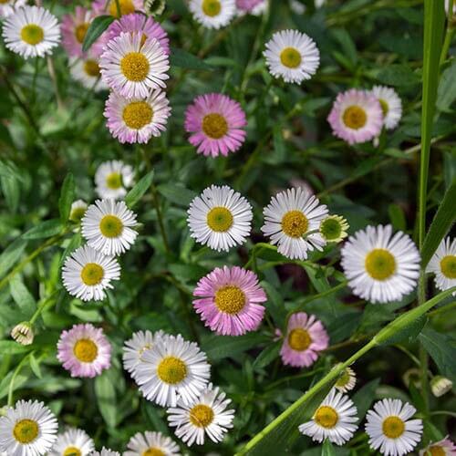 Trailing Daisy Seeds 