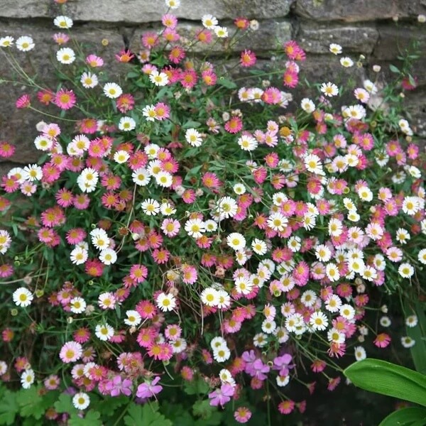 Trailing Daisy Seeds 