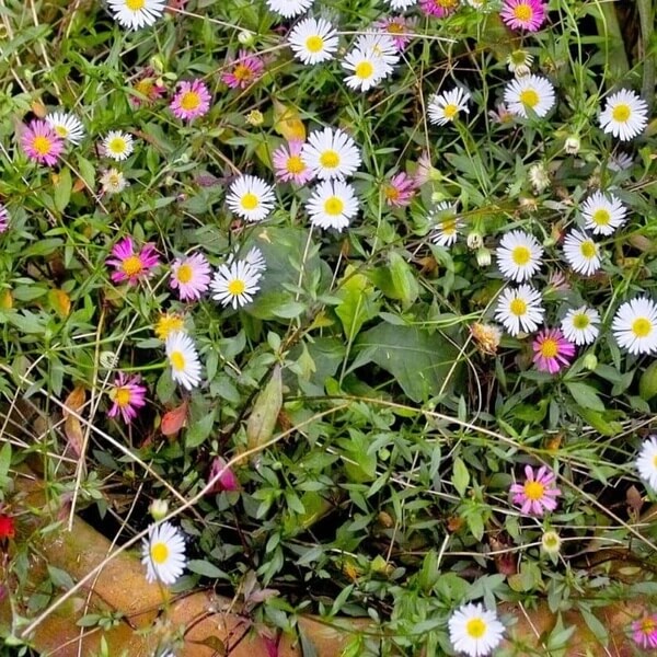 Trailing Daisy Seeds 
