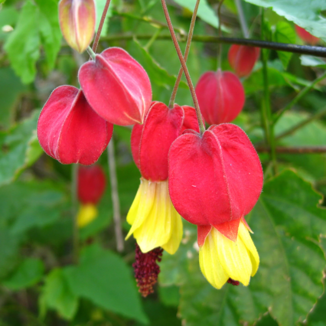 Trailing Lantern Abutilon Megapotamicum Seeds - Heirloom Flower Garden Seeds for Growing