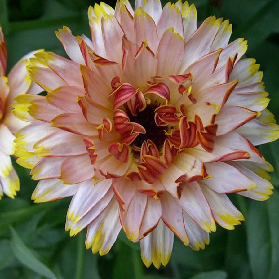 Triangle Flashback Resina Calendula Seeds - Heirloom Flower Garden Seeds for Growing