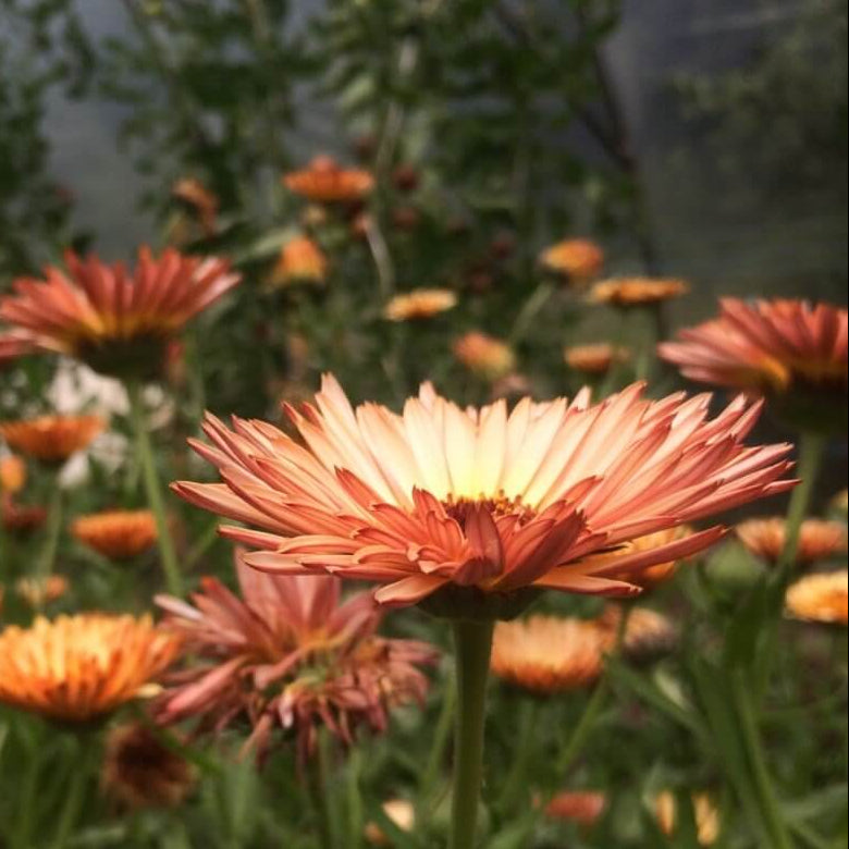 Triangle Tri-Color Calendula Seeds - Heirloom Flower Garden Seeds for Growing