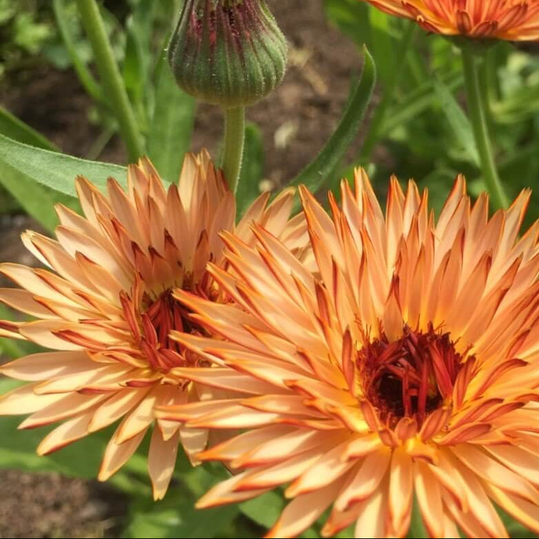 Triangle Tri-Color Calendula Seeds - Heirloom Flower Garden Seeds for Growing