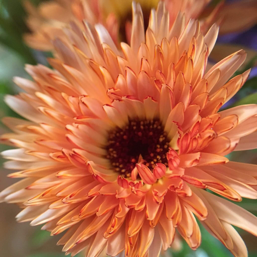Triangle Tri-Color Calendula Seeds - Heirloom Flower Garden Seeds for Growing