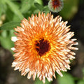 Triangle Tri-Color Calendula Seeds - Heirloom Flower Garden Seeds for Growing