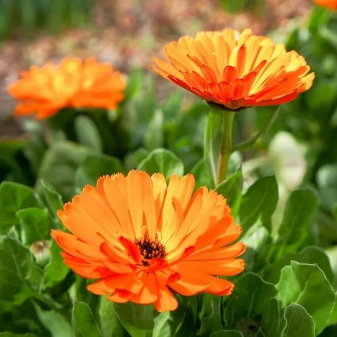 Triangle Tri-Color Calendula Seeds - Heirloom Flower Garden Seeds for Growing