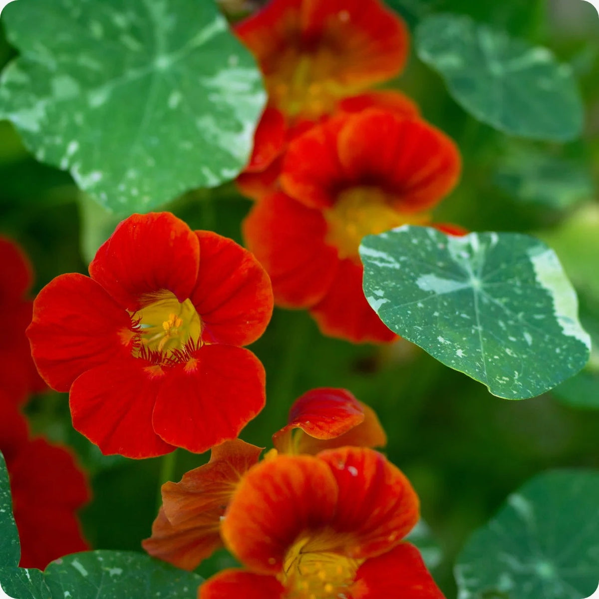 Tropaeolum majus Nasturtium Seeds - Heirloom Flower Garden Seeds for Growing