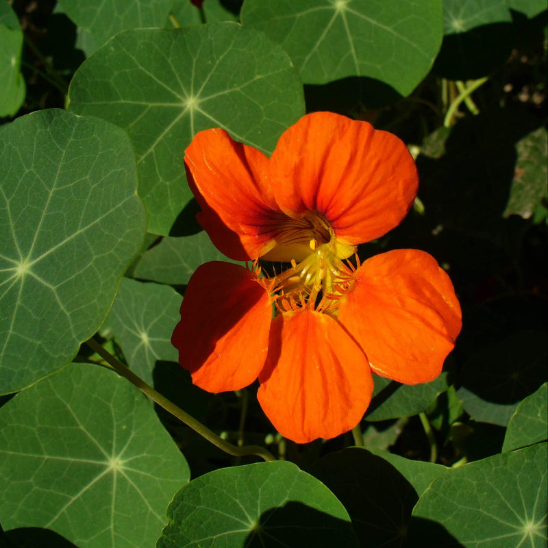 Tropaeolum majus Nasturtium Seeds - Heirloom Flower Garden Seeds for Growing