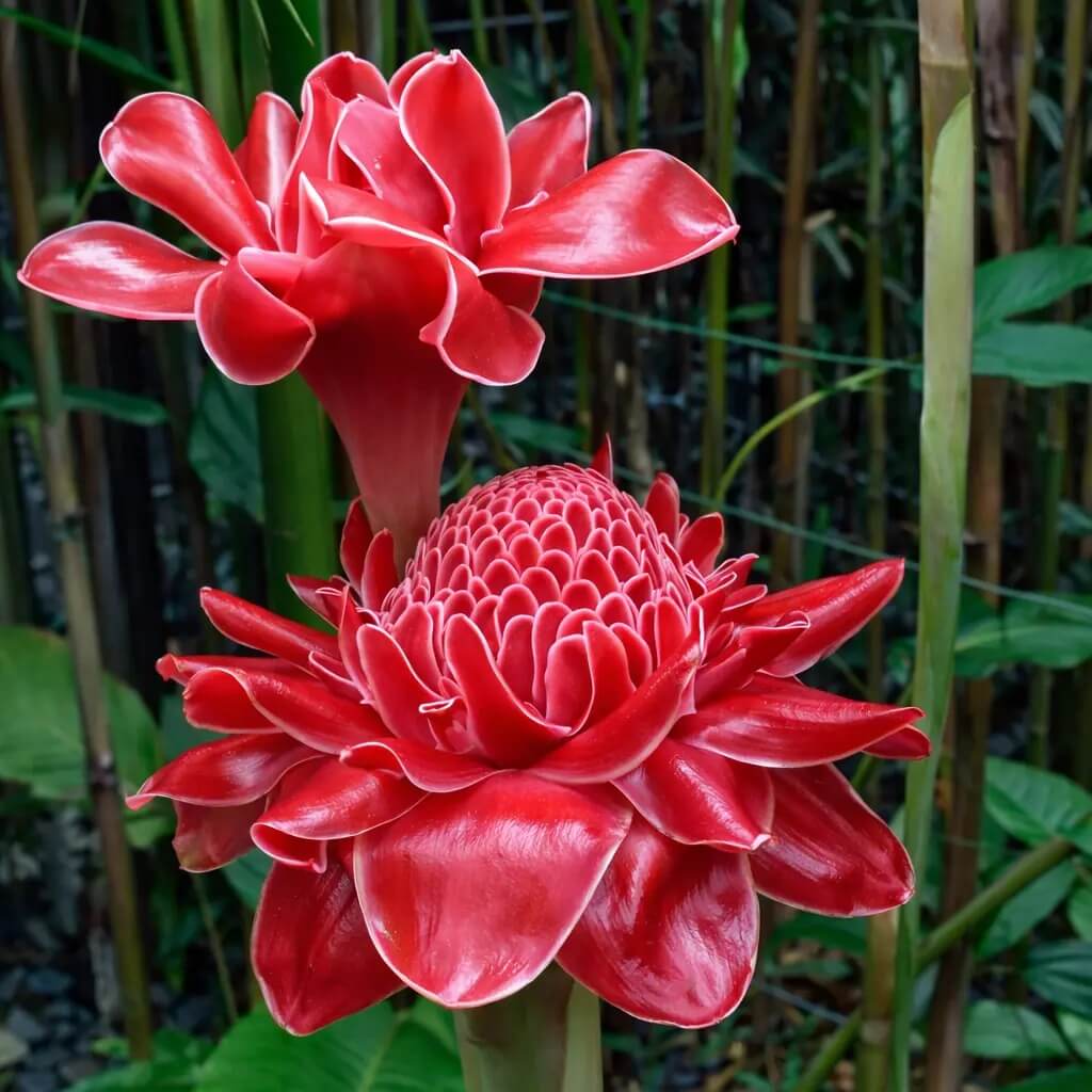 Tropical Red Torch Ginger Seeds - Heirloom Flower Garden Seeds for Growing