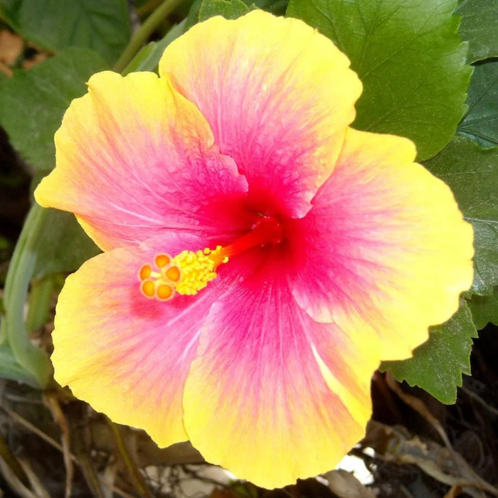 Tropical Yellow Pink Hibiscus Seeds - Heirloom Flower Garden Seeds for Growing