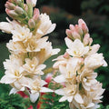 Tuberose Seeds - Heirloom Flower Garden Seeds for Growing