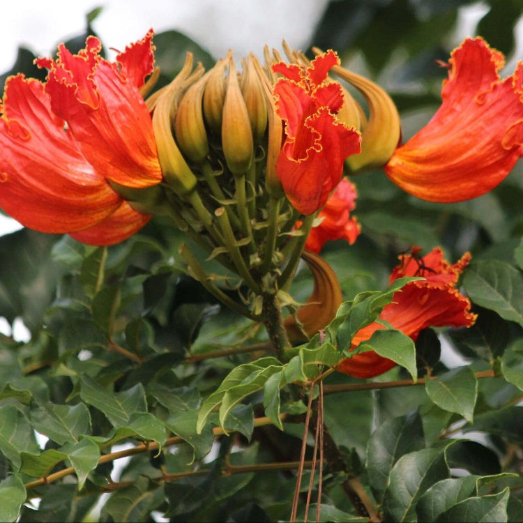 Tulip Tree Seeds - Heirloom Flower Garden Seeds for Growing