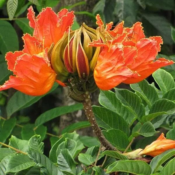 Tulip Tree Seeds - Heirloom Flower Garden Seeds for Growing