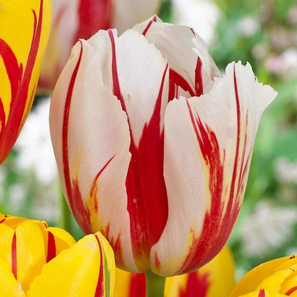 Tulipa gesneriana Tulip Seeds - Heirloom Flower Garden Seeds for Growing