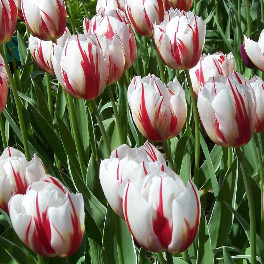 Tulipa gesneriana Tulip Seeds - Heirloom Flower Garden Seeds for Growing