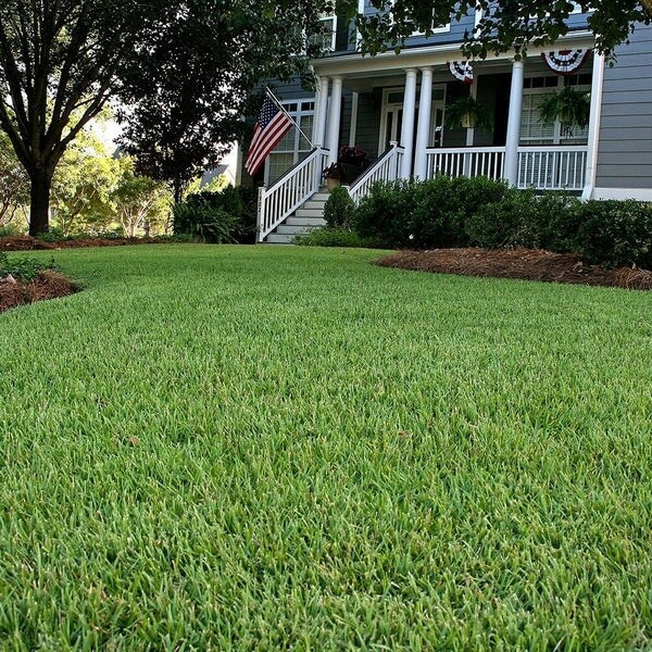 Turfgrass Zoysia seeds