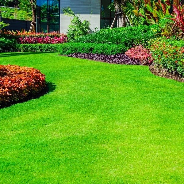 Turfgrass Zoysia seeds