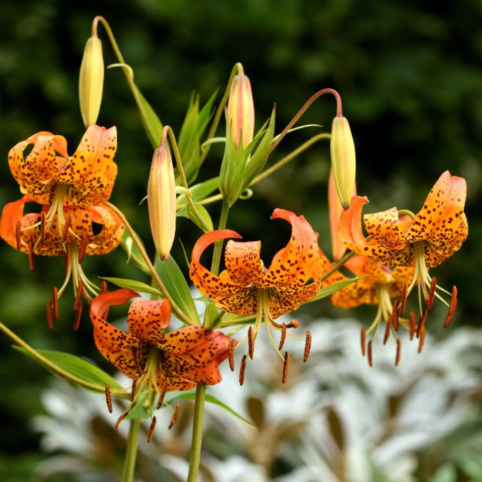 Turka Cap Lily Seeds - Heirloom Flower Garden Seeds for Growing