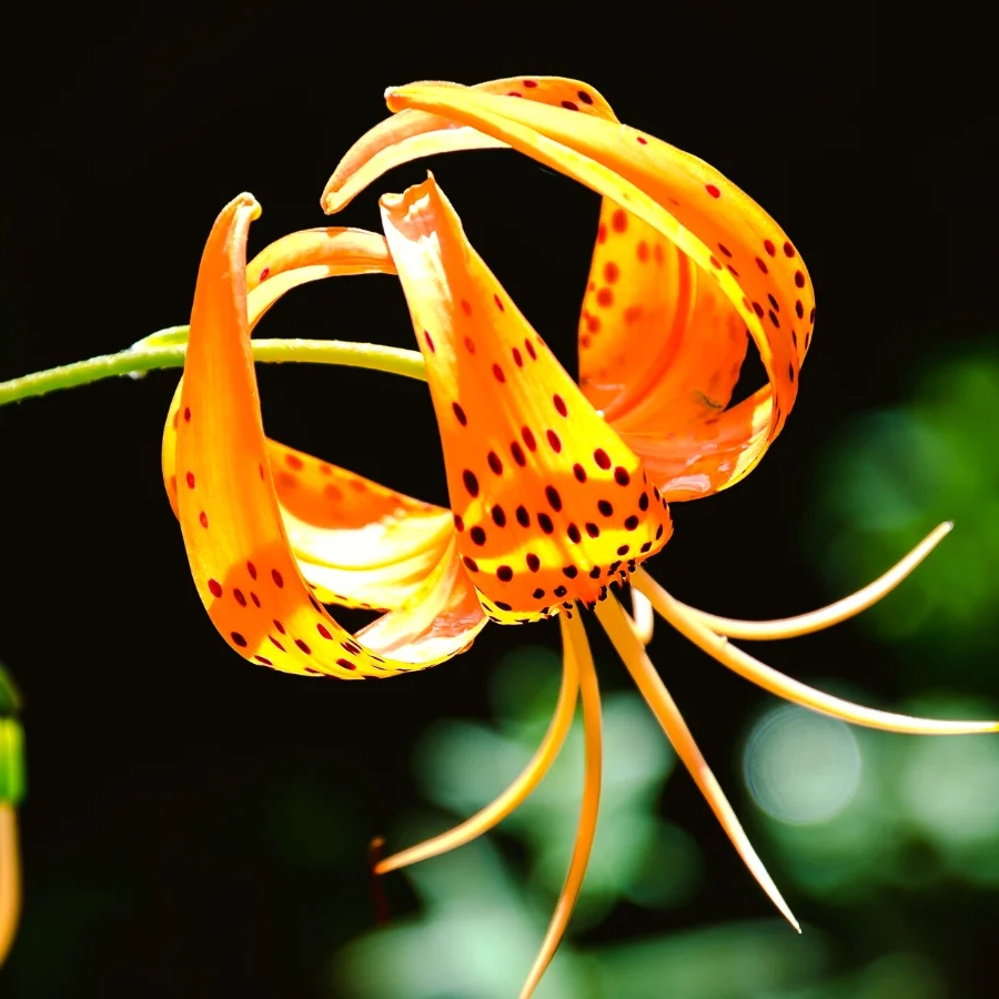 Turka Cap Lily Seeds - Heirloom Flower Garden Seeds for Growing