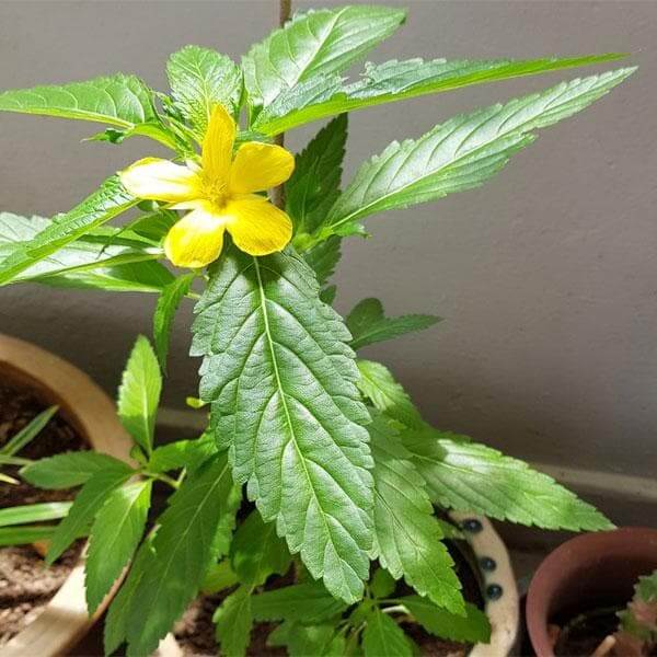 Turnera ulmifolia Mexican Pansy Seeds - Heirloom Flower Garden Seeds for Growing