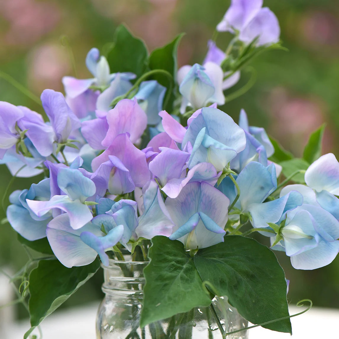 Turquoise Lagoon Sweet Pea Seeds - Heirloom Flower Garden Seeds for Growing