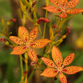 Unique Spotted Blooms Blackberry Lily Seeds - Heirloom Flower Garden Seeds for Growing