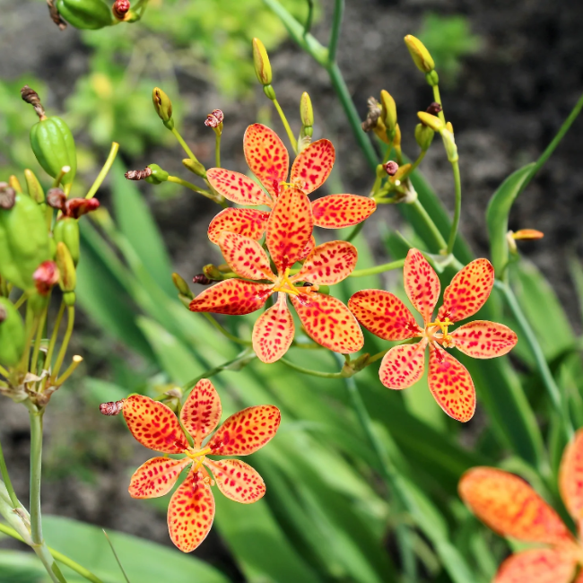 Unique Spotted Blooms Blackberry Lily Seeds - Heirloom Flower Garden Seeds for Growing