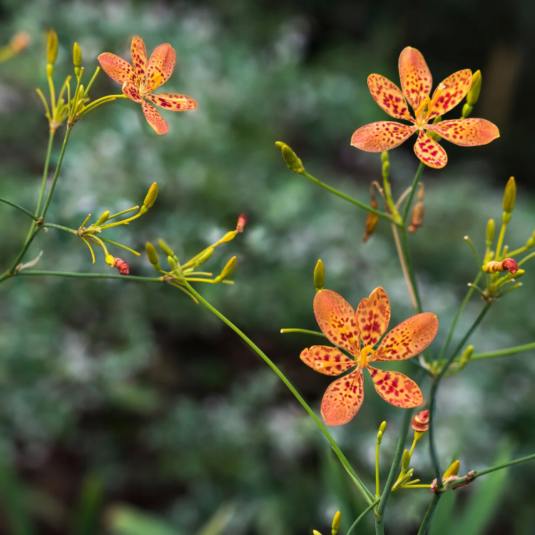 Unique Spotted Blooms Blackberry Lily Seeds - Heirloom Flower Garden Seeds for Growing