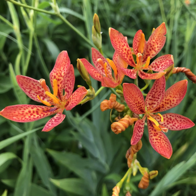 Unique Spotted Blooms Blackberry Lily Seeds - Heirloom Flower Garden Seeds for Growing