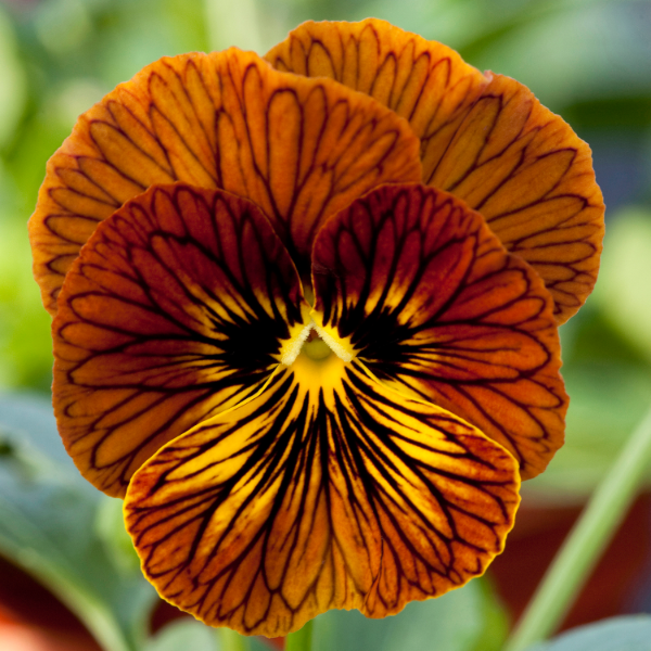 Unique Variegated Tiger Eye Seeds - Heirloom Flower Garden Seeds for Growing