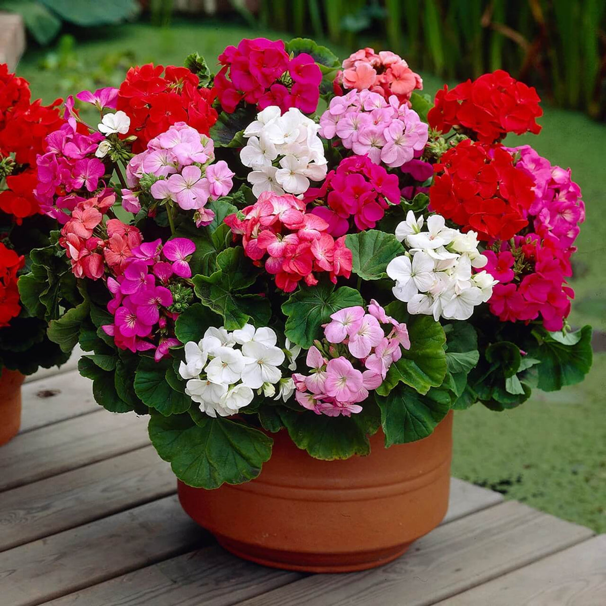 Univalve Mixed Geranium Seeds  - Heirloom Flower Garden Seeds for Growing