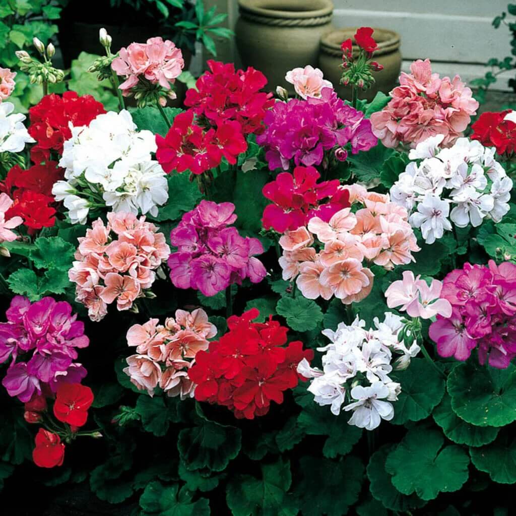 Univalve Mixed Geranium Seeds  - Heirloom Flower Garden Seeds for Growing