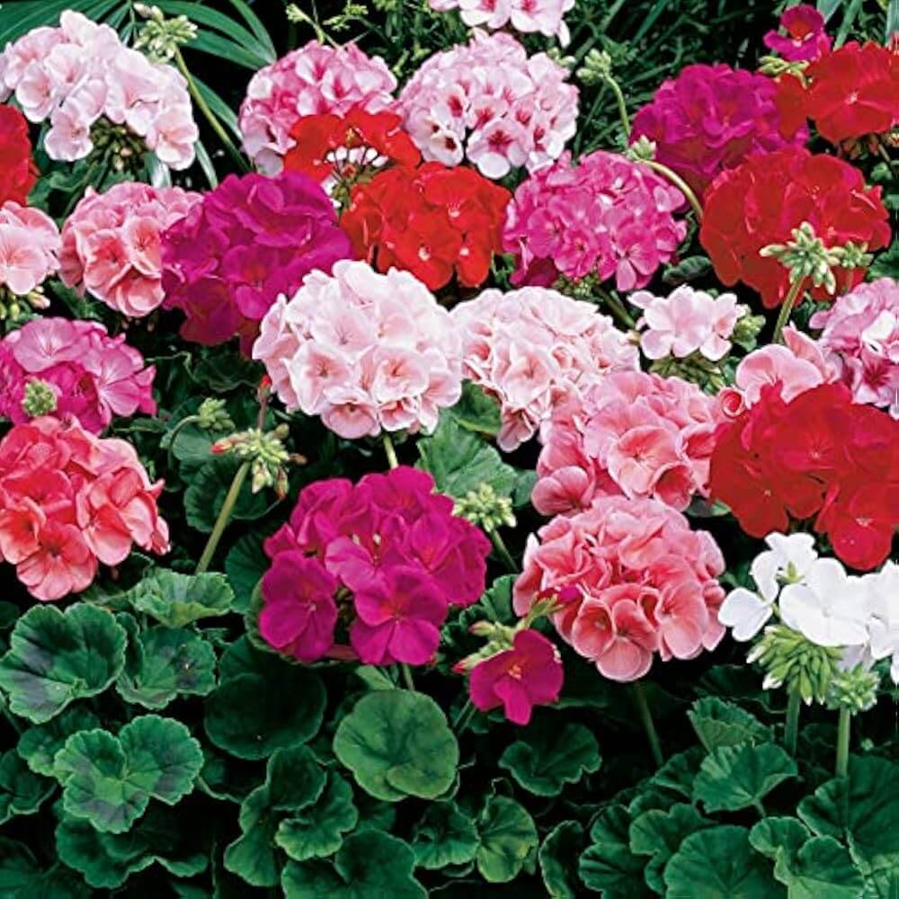 Univalve Mixed Geranium Seeds  - Heirloom Flower Garden Seeds for Growing