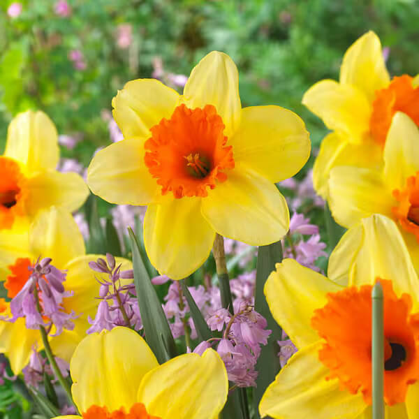 Univalve Yellow Daffodil Seeds - Heirloom Flower Garden Seeds for Growing